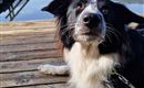 Een hond ligt ontspannen op een houten steiger. Op de achtergrond weerspiegelen de bergen en de lucht zich in het rustige water.