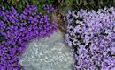 Een mooie tuin met paarse en violet bloemen die een steen omringen. De planten vormen een harmonisch contrast met de natuurlijke omgeving.