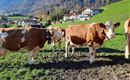 Unsere Kühe