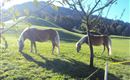 Unsere Tiere am Hof