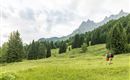 Two hikers are walking through a green meadow, surrounded by mountains and dense forests. The sky is overcast, creating a calm atmosphere.