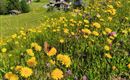 Ein blühendes Feld mit gelben und lila Blumen umgeben von grünen Wiesen. Im Hintergrund sind Häuser und Berge sichtbar.