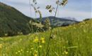 Eine Wiese mit hohen Gräsern und bunten Blumen. Im Hintergrund sind sanfte Hügel und ein blauer Himmel zu sehen.