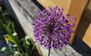 Eine lila Blume mit kugelrunden Blütenständen. Sie steht in einem Garten hinter einer Holzverkleidung.