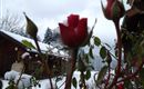 winter 027