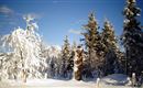 A snowy landscape with tall, snow-covered trees and a statue in the center. The sky is clear and blue, conveying a calm winter day.