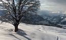 winter-kitzbueheler-alpen-baum-im-schnee