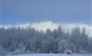 A snowy forest under a clear sky. The trees are covered with a white blanket of snow.