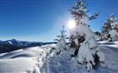 A snowy landscape image with snow-covered trees and bright sunshine. In the background, mountains and a clear blue sky can be seen.