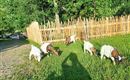 Ziegenfamilie