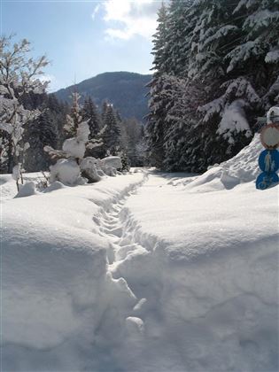 A snowy path through a wintry forest. Tall fir trees surround the groomed snowy landscape.