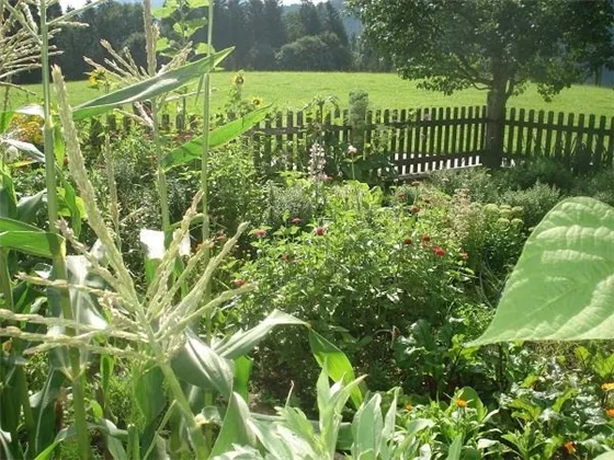 Unser Bauerngarten