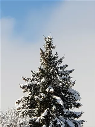 Unsere große Tanne 