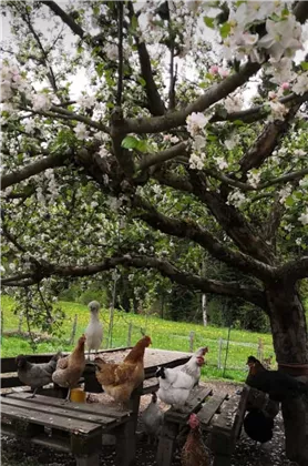 Unsere kleine Hühnerfarm