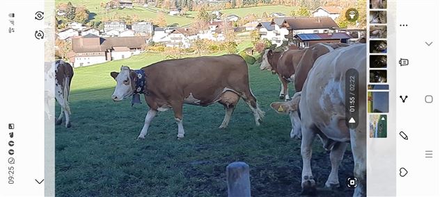 Unsere Kühe auf der Heimweide