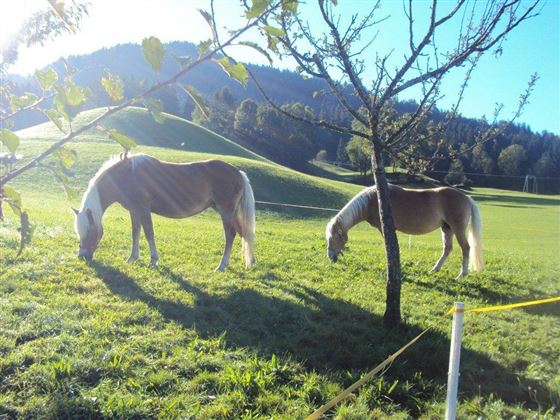 Unsere Tiere am Hof