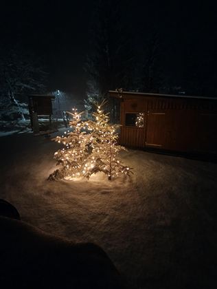 Ein schneebedeckter Garten mit zwei beleuchteten Tannenbäumen in der Dunkelheit. Im Hintergrund ist eine Holzhütte sichtbar.