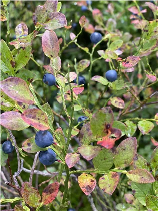 Waldheidelbeeren