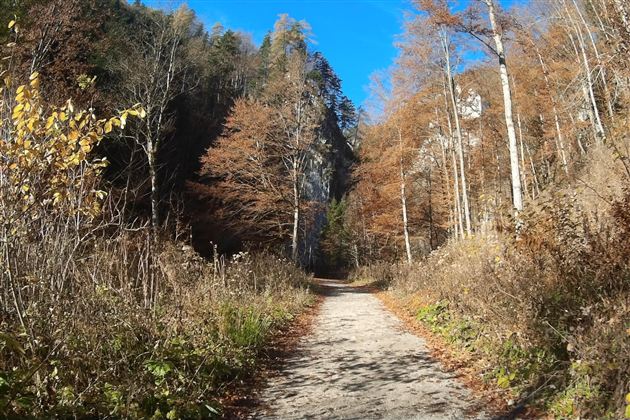 Ein malerischer Wanderweg umgeben von bunten Herbstbäumen. Der klare blaue Himmel sorgt für eine freundliche Atmosphäre.