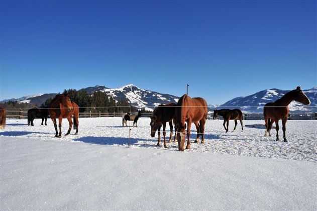 Weberhof Winter Header