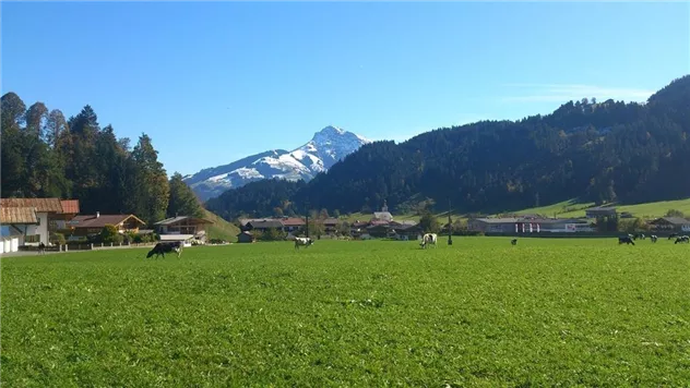 Weide vor dem Haus