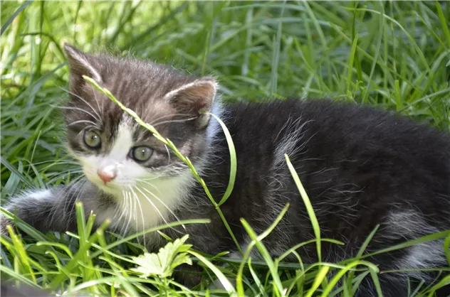 wer schleicht da durchs Gras?