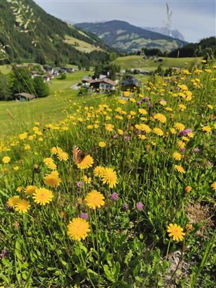 Ein blühendes Feld mit gelben und lila Blumen umgeben von grünen Wiesen. Im Hintergrund sind Häuser und Berge sichtbar.