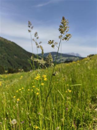 Eine Wiese mit hohen Gräsern und bunten Blumen. Im Hintergrund sind sanfte Hügel und ein blauer Himmel zu sehen.