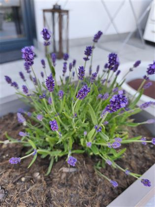 Ein Lavendelstrauch mit vielen lila Blüten. Der Pflanztopf steht auf einer Terrasse und ist von Erde umgeben.