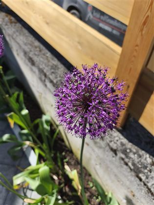 Eine lila Blume mit kugelrunden Blütenständen. Sie steht in einem Garten hinter einer Holzverkleidung.