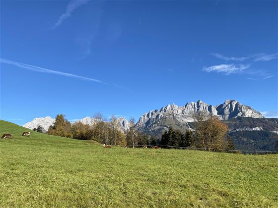 A green meadow with cows in the foreground and majestic mountains in the background. The sky is clear and blue.