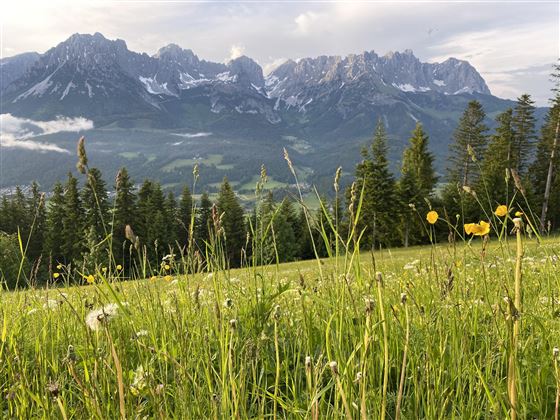 Wilder Kaiser View