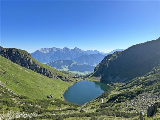 Wildseeloder Fieberbunn