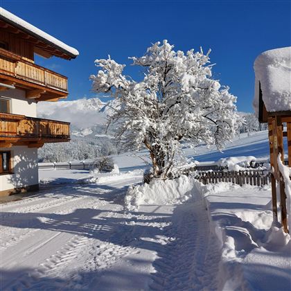 A winter snowy landscape with a snow-covered tree and a beautiful wooden house. The sky is clear and blue.
