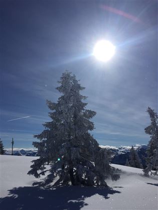 Winter Tree