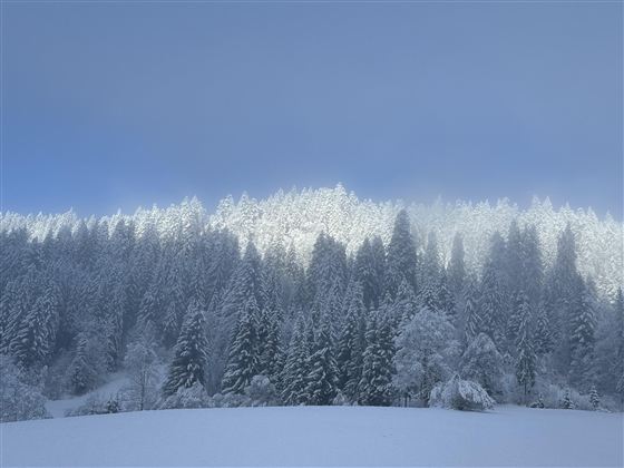 A snowy forest under a clear sky. The trees are covered with a white blanket of snow.