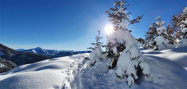 A snowy landscape image with snow-covered trees and bright sunshine. In the background, mountains and a clear blue sky can be seen.