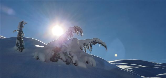 A snowy hill with a heavily snow-covered treetop in the foreground. The sun shines brightly in the blue sky.