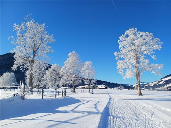 Spaziergang bei Neuschnee entlang der Langlaufloipe.