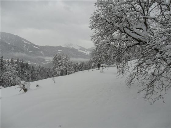 A snowy landscape with trees and white slopes. The sky is overcast and the mountains are visible in the distance.