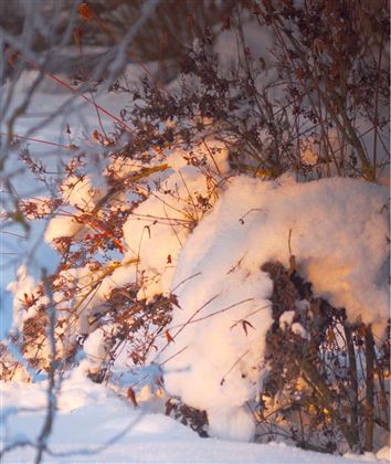 Ein verschneiter Strauch mit sanften Lichtern im Hintergrund. Die Szene zeigt die ruhige Schönheit einer Winterlandschaft.