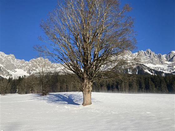 Winterwandern in Going am Wilden Kaiser