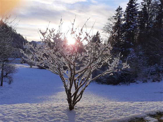 Winterzauber 1