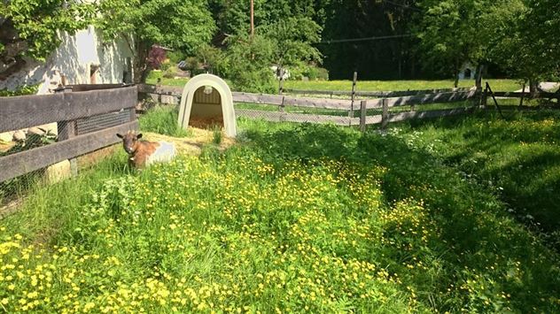 Een weiland met veel gele bloemen en groen gras. Een dier ligt ontspannen in de buurt van een kleine hondenhok.