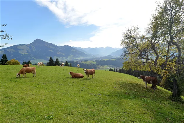 Zimmer-Gauxbauer-Going-Astbergweg-38-Cilli-Brandst